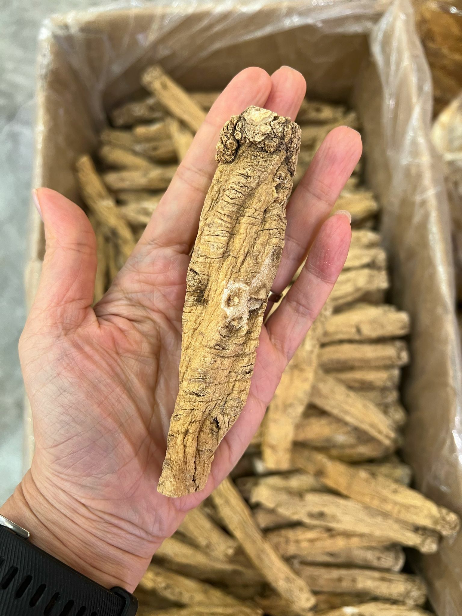 特靚無磺黨參(300克)