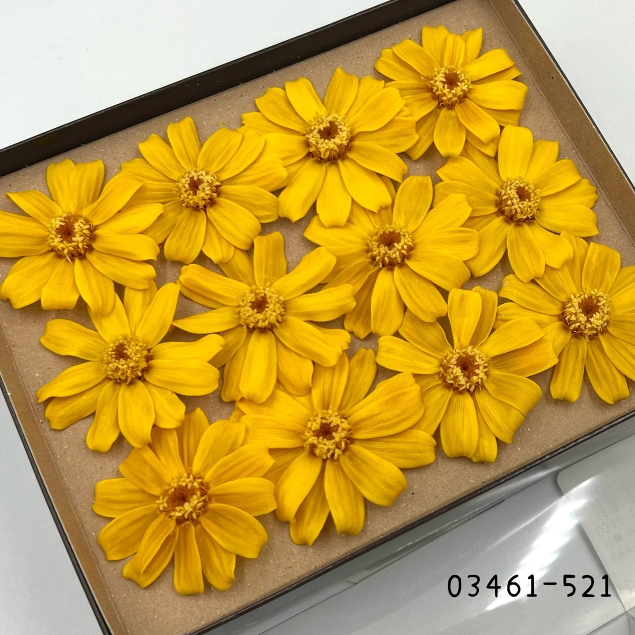 日本不凋百日草(12朵) 03461-521