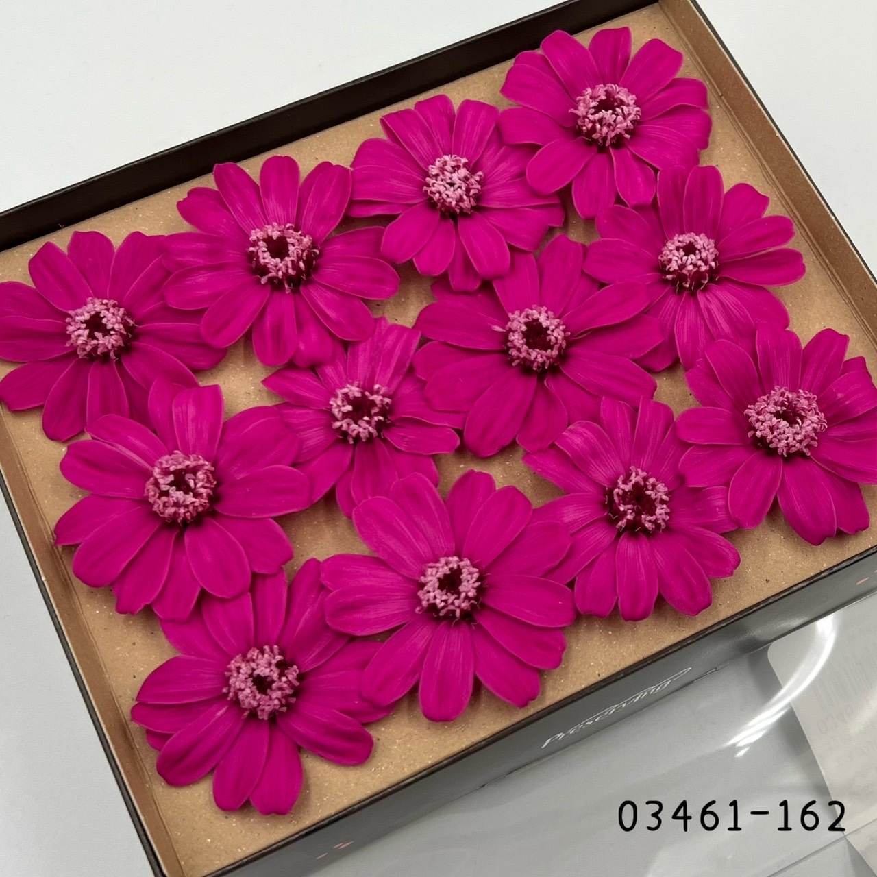 日本不凋百日草(12朵) 03461-162