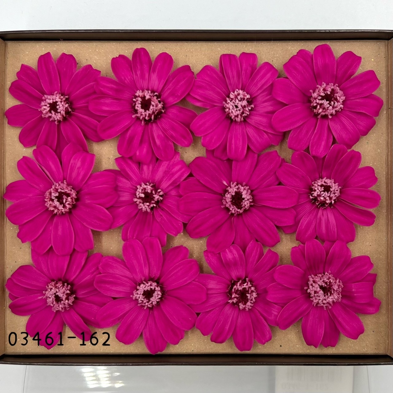 日本不凋百日草(12朵) 03461-162