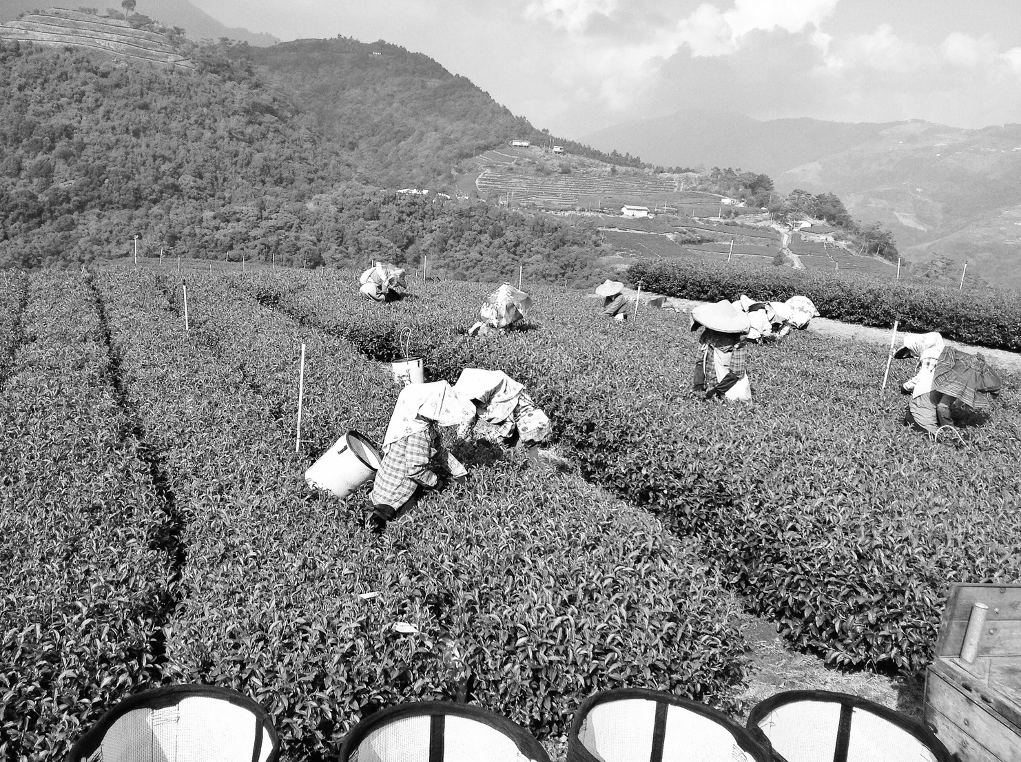 烏龍茶,台灣茶,清友明心,kiyotomo,oolongtea