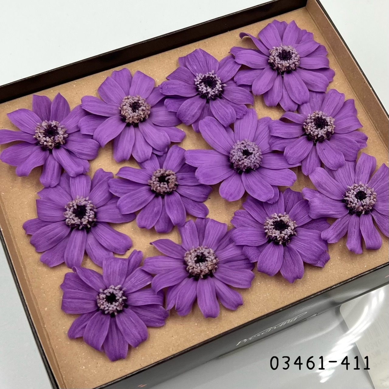 日本不凋百日草(12朵) 03461-411