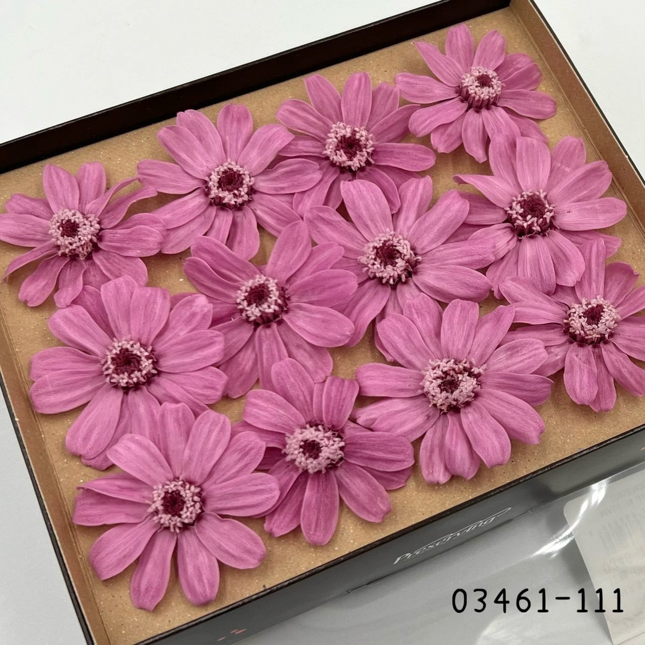 日本不凋百日草(12朵) 03461-111