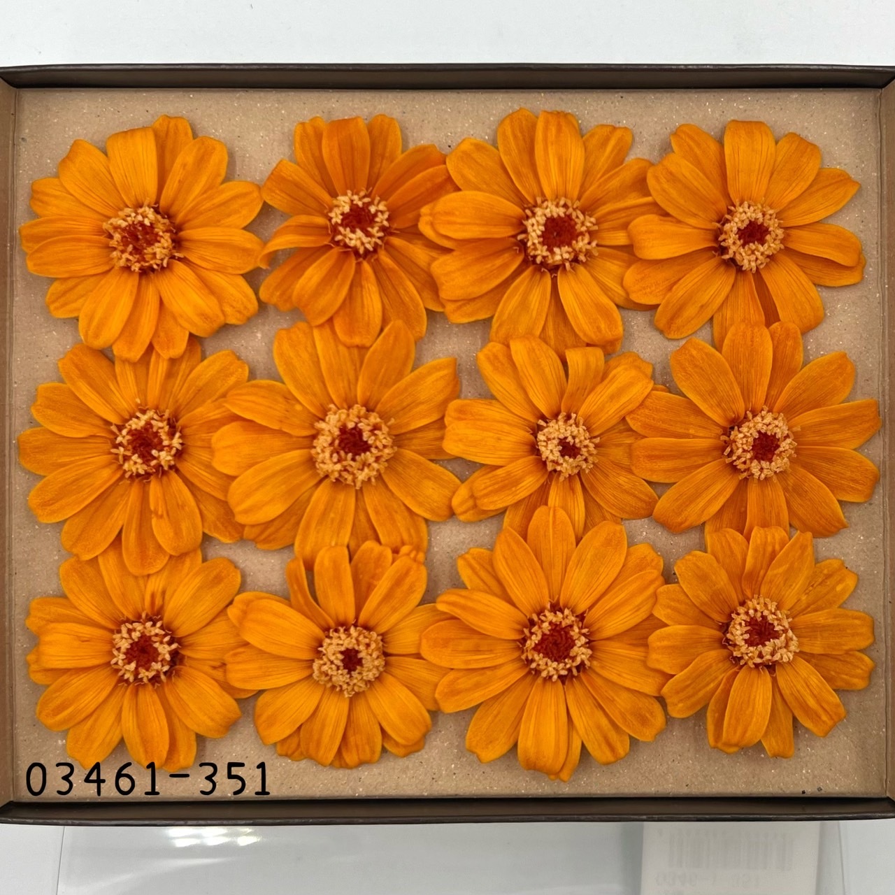 日本不凋百日草(12朵) 03461-351