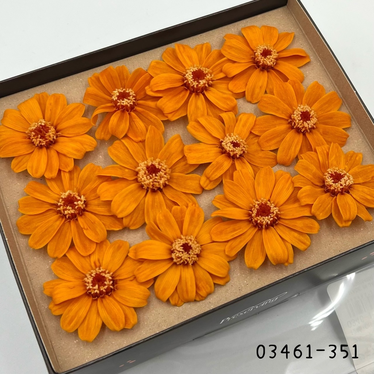 日本不凋百日草(12朵) 03461-351