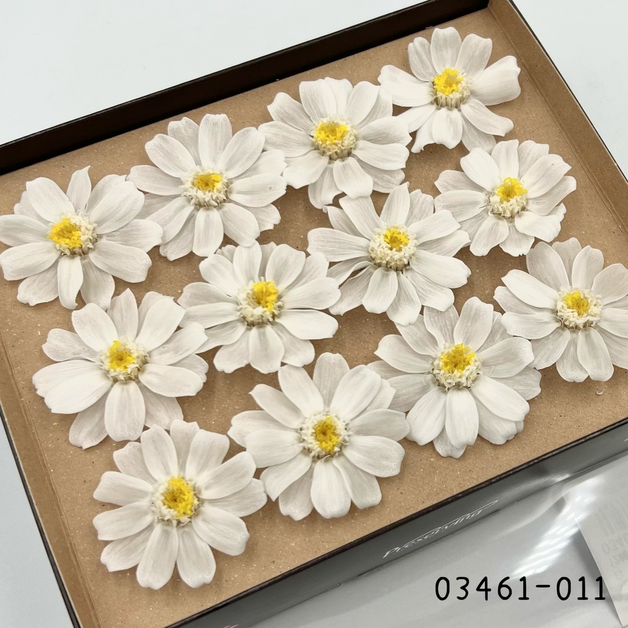 日本不凋百日草(12朵) 03461-011