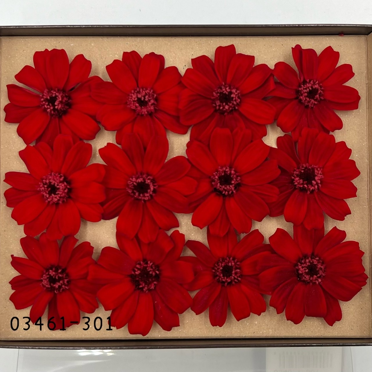 日本不凋百日草(12朵) 03461-301