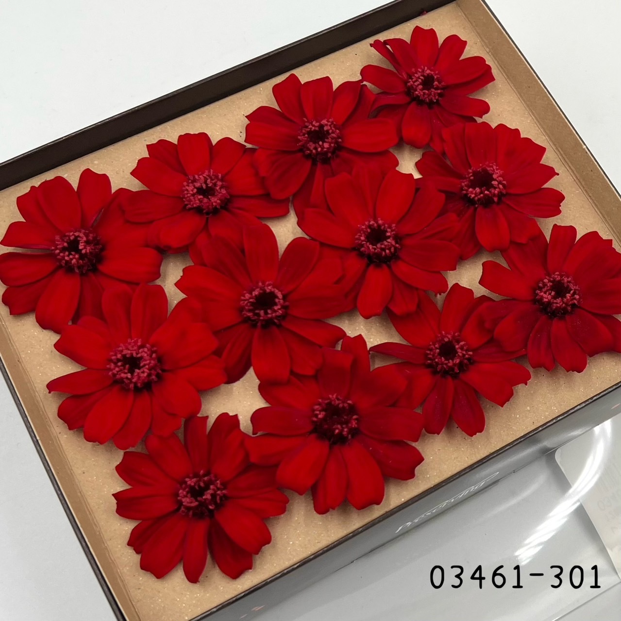 日本不凋百日草(12朵) 03461-301