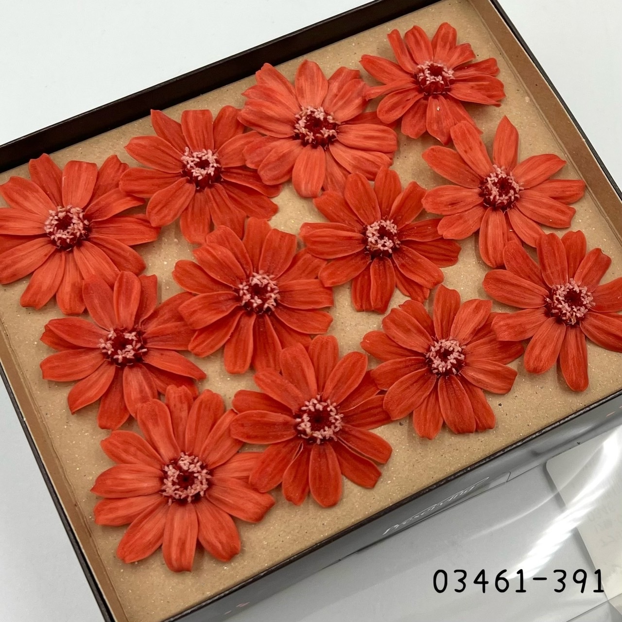 日本不凋百日草(12朵) 03461-391