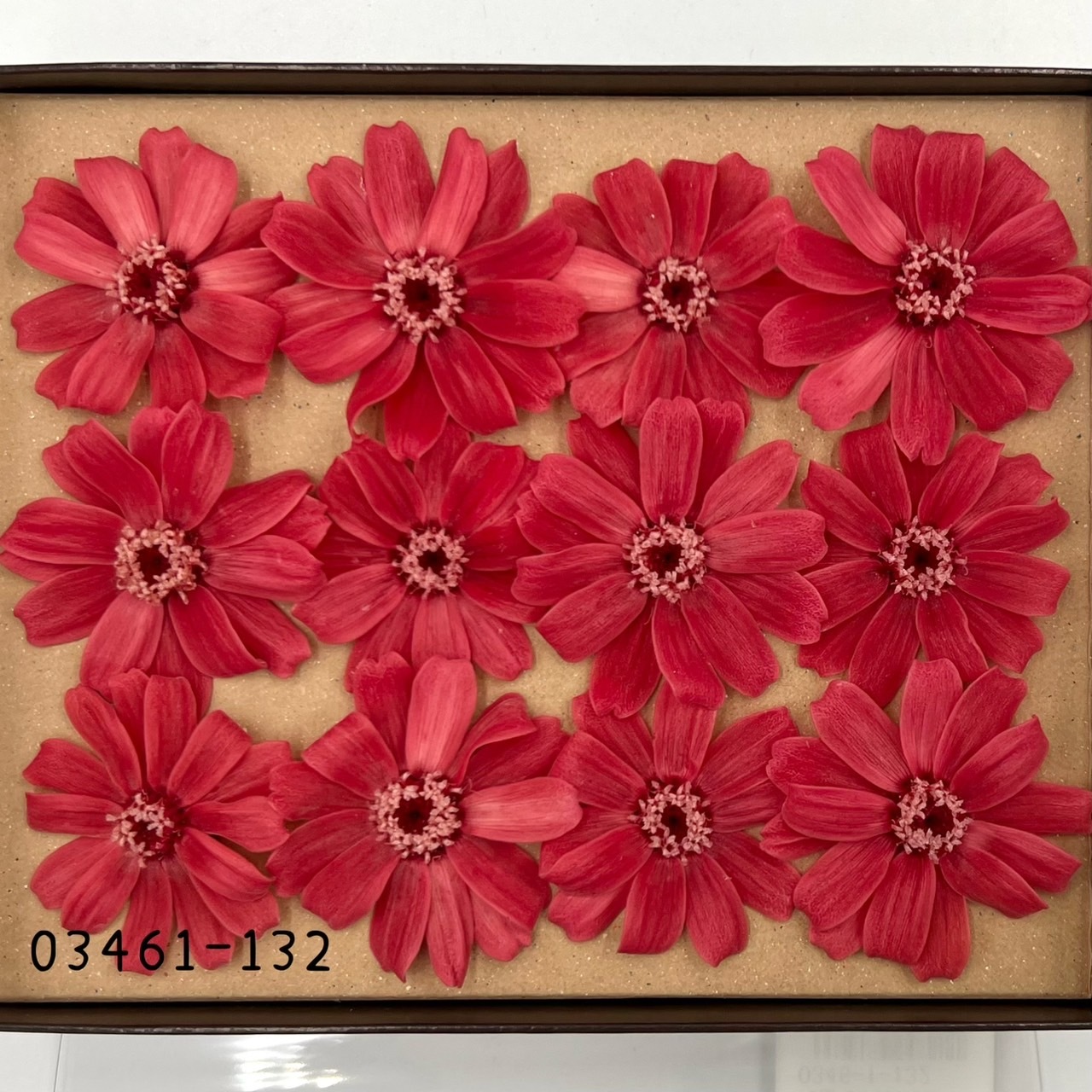 日本不凋百日草(12朵) 03461-132