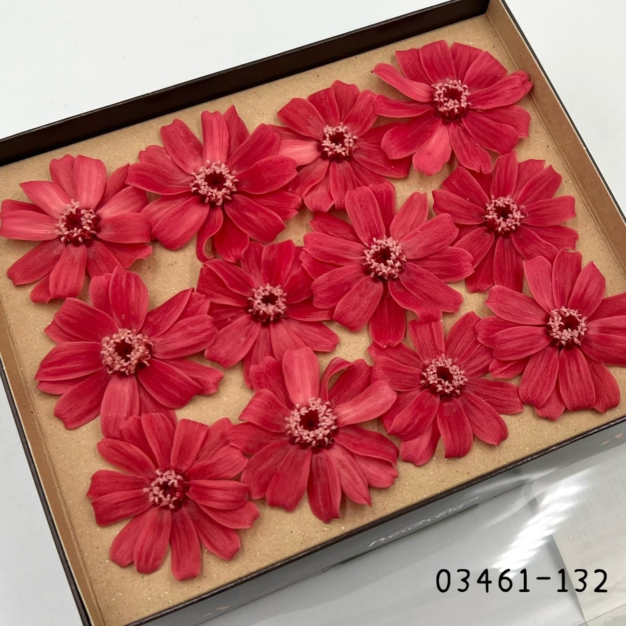 日本不凋百日草(12朵) 03461-132