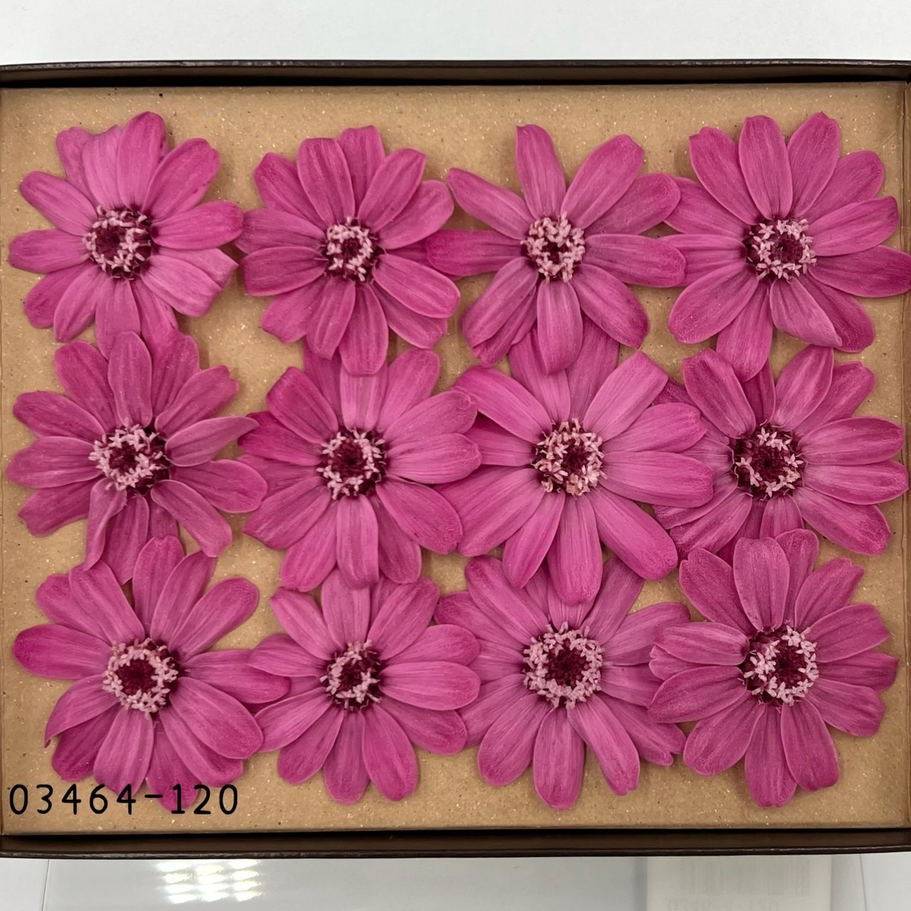 日本不凋百日草(12朵) 03464-120