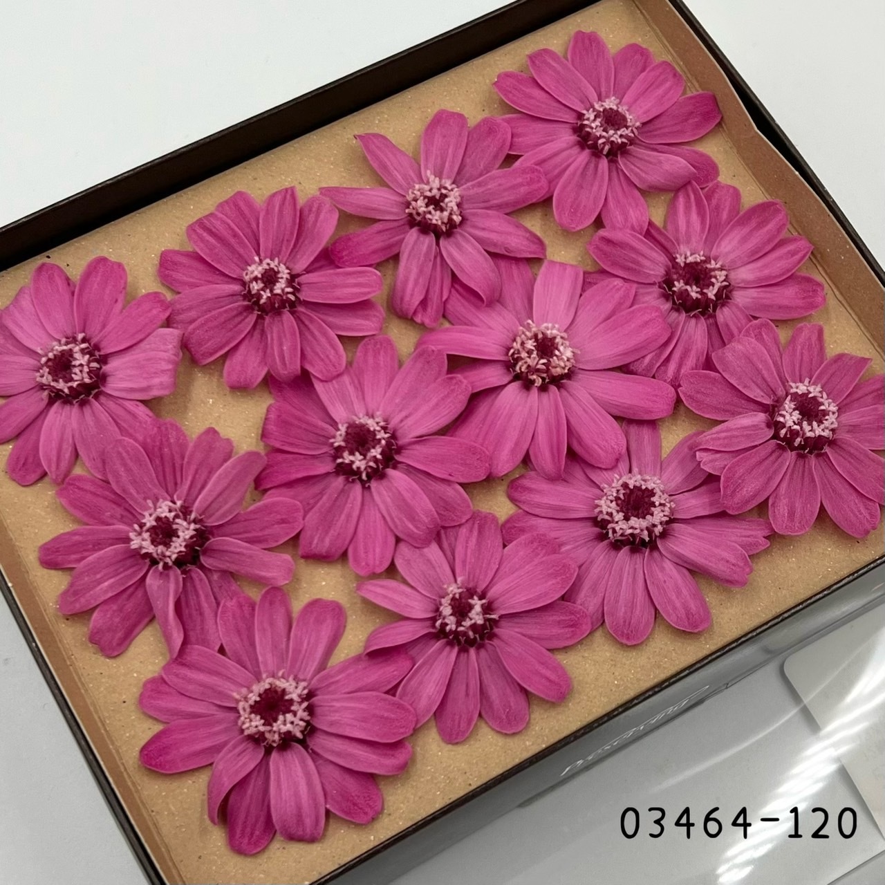 日本不凋百日草(12朵) 03464-120