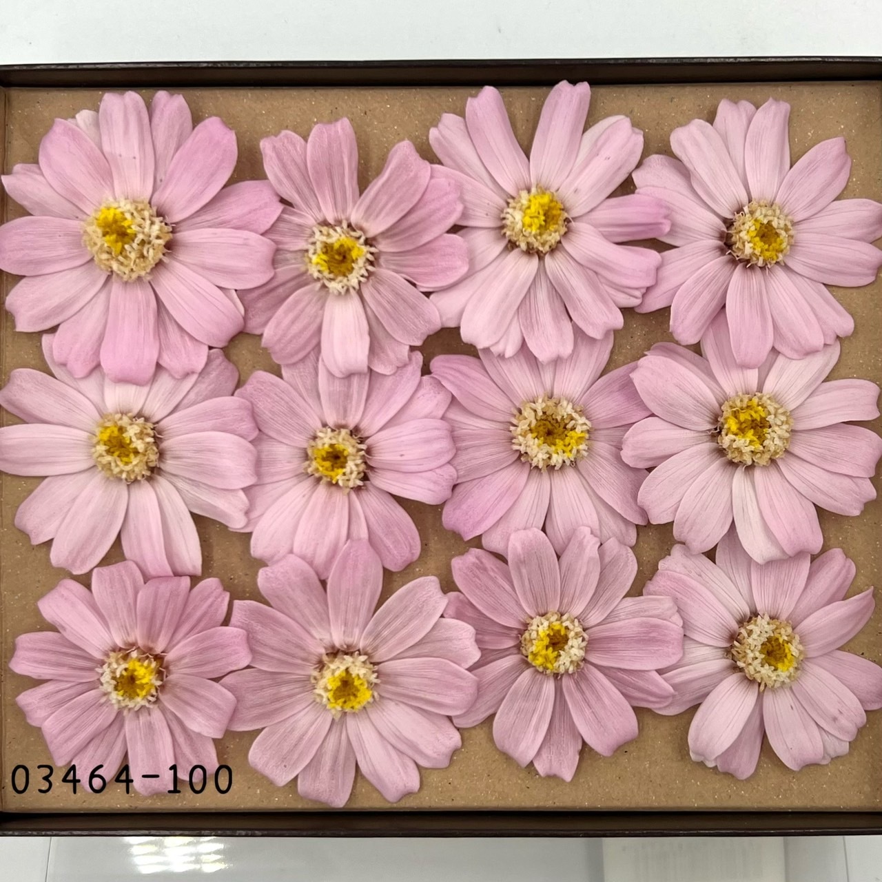 日本不凋百日草(12朵) 03464-100