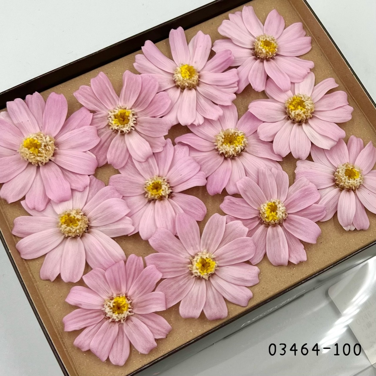 日本不凋百日草(12朵) 03464-100