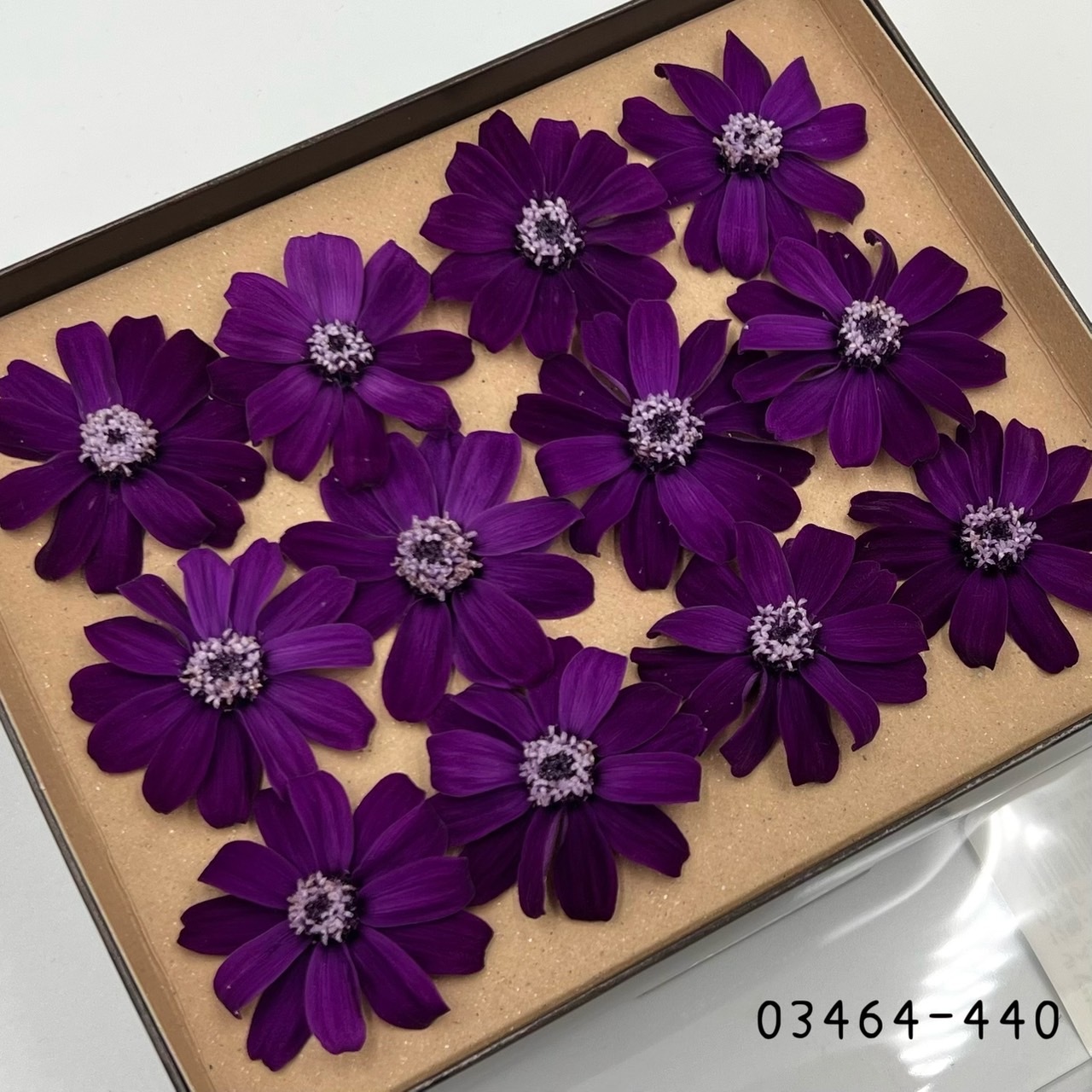 日本不凋百日草(12朵) 03464-440