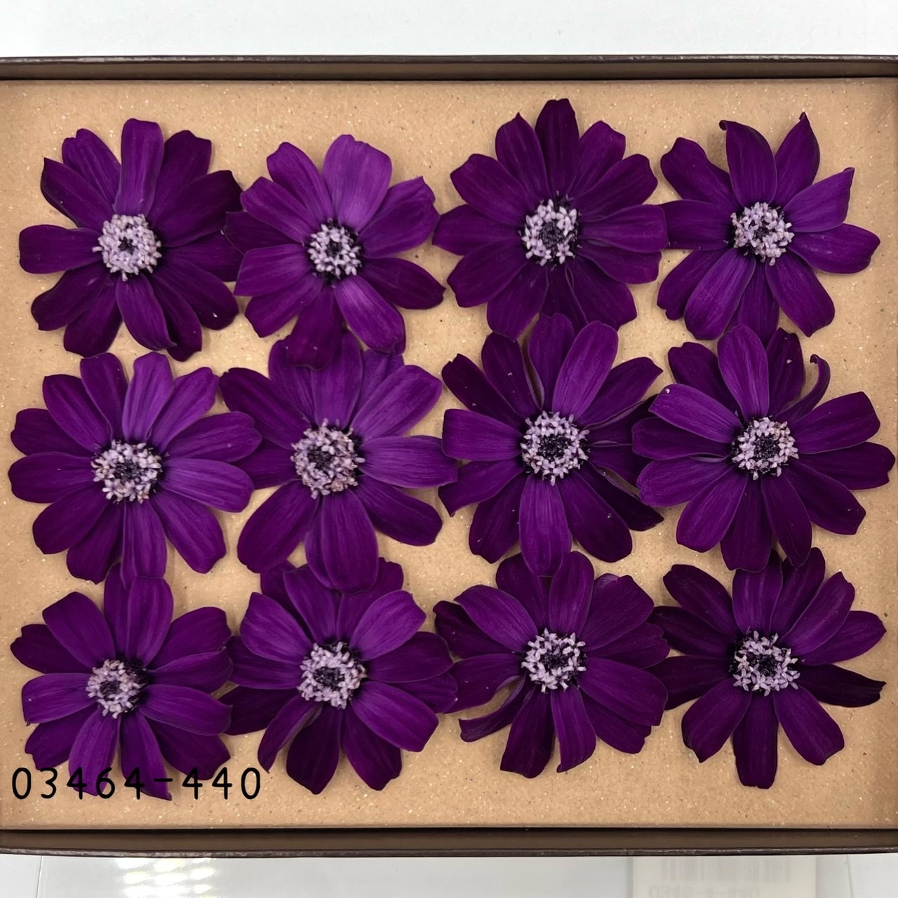 日本不凋百日草(12朵) 03464-440