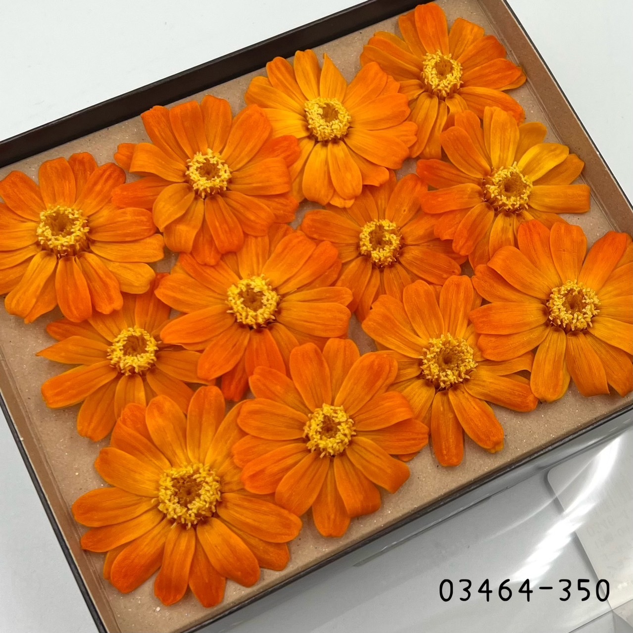 日本不凋百日草(12朵) 03464-350