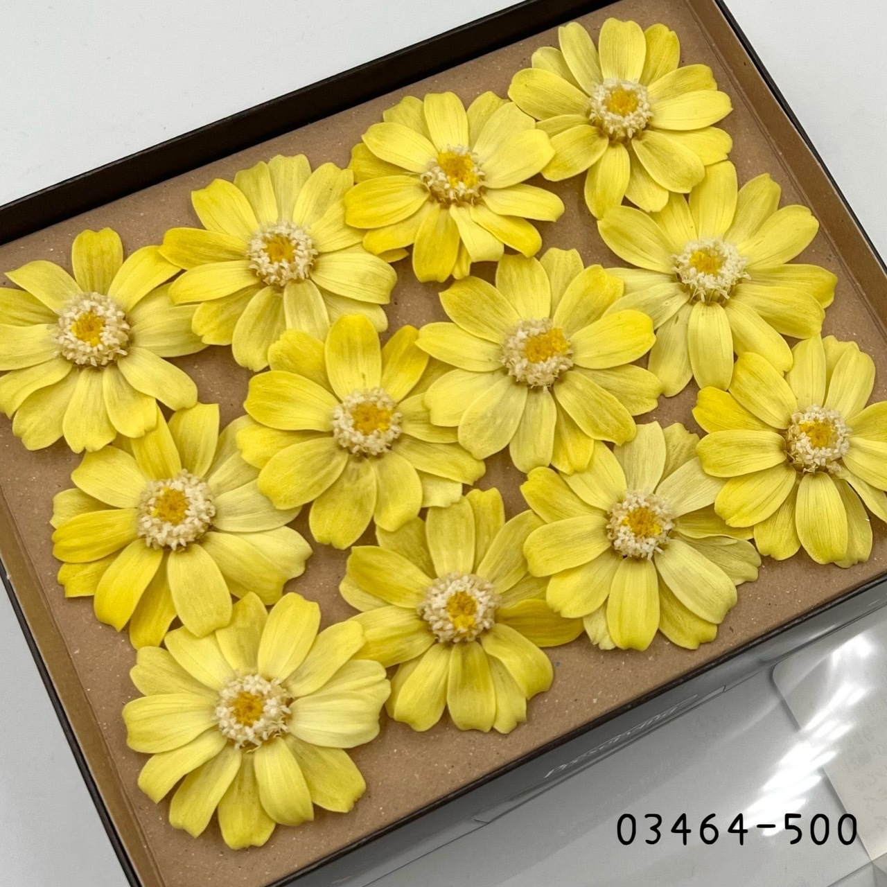 日本不凋百日草(12朵) 03464-500