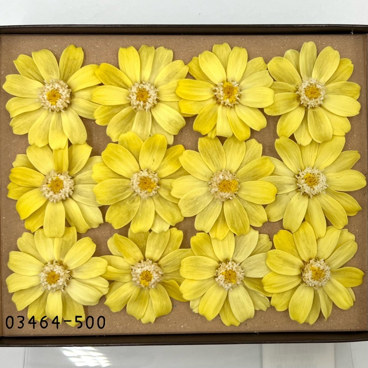 日本不凋百日草(12朵) 03464-500