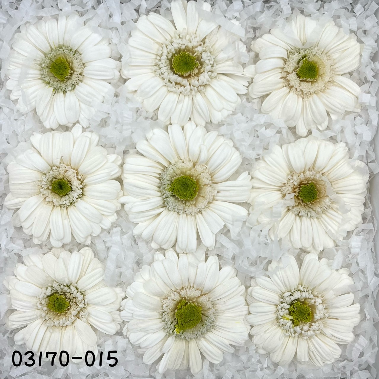 日本不凋非洲菊(9朵)(9朵) 03170-015