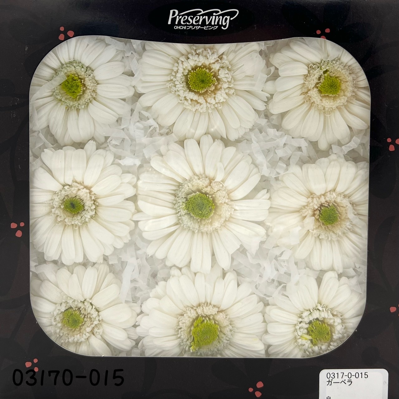 日本不凋非洲菊(9朵)(9朵) 03170-015