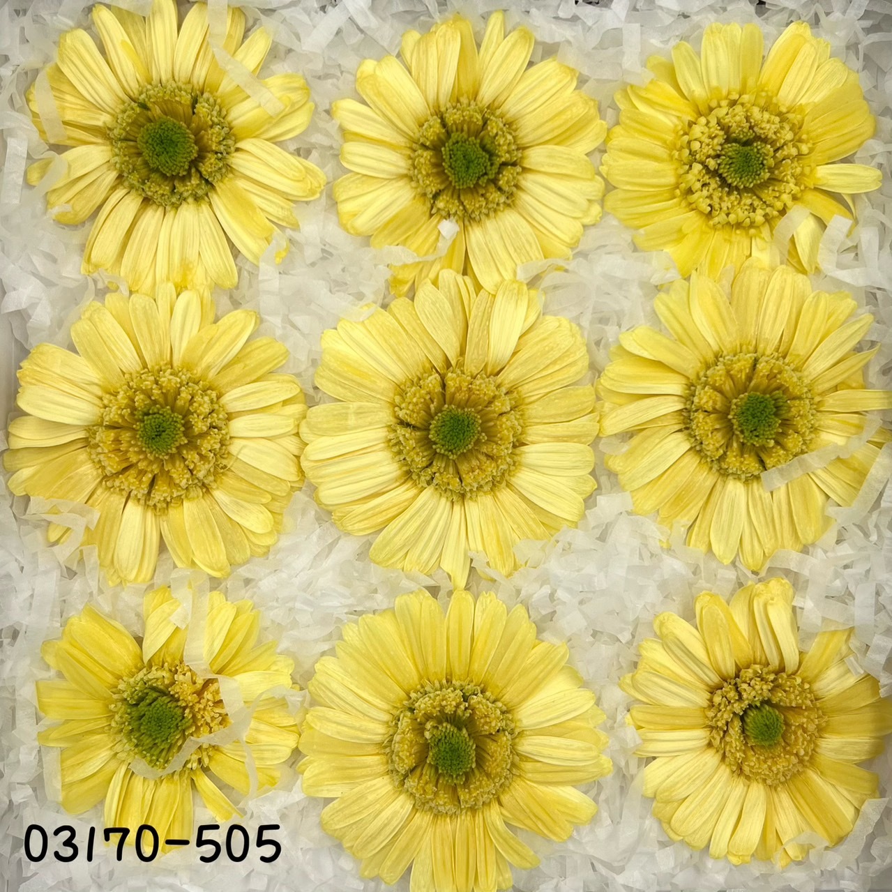 日本不凋非洲菊(9朵) 03170-505