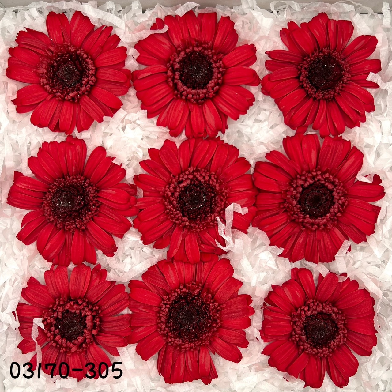 日本不凋非洲菊(9朵) 03170-305