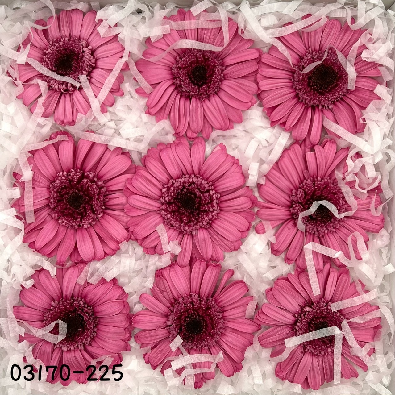 日本不凋非洲菊(9朵) 03170-225