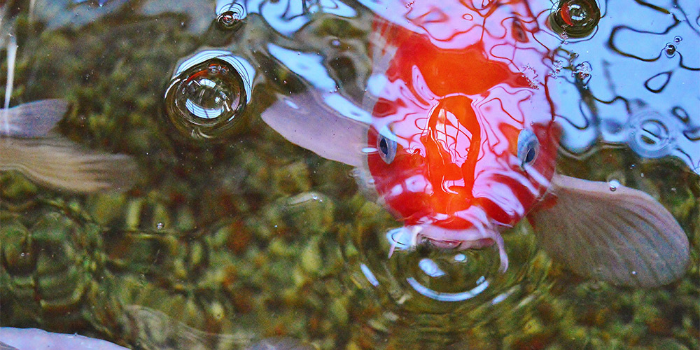 增加溶氧量,改善水質,支持高密度養殖環境