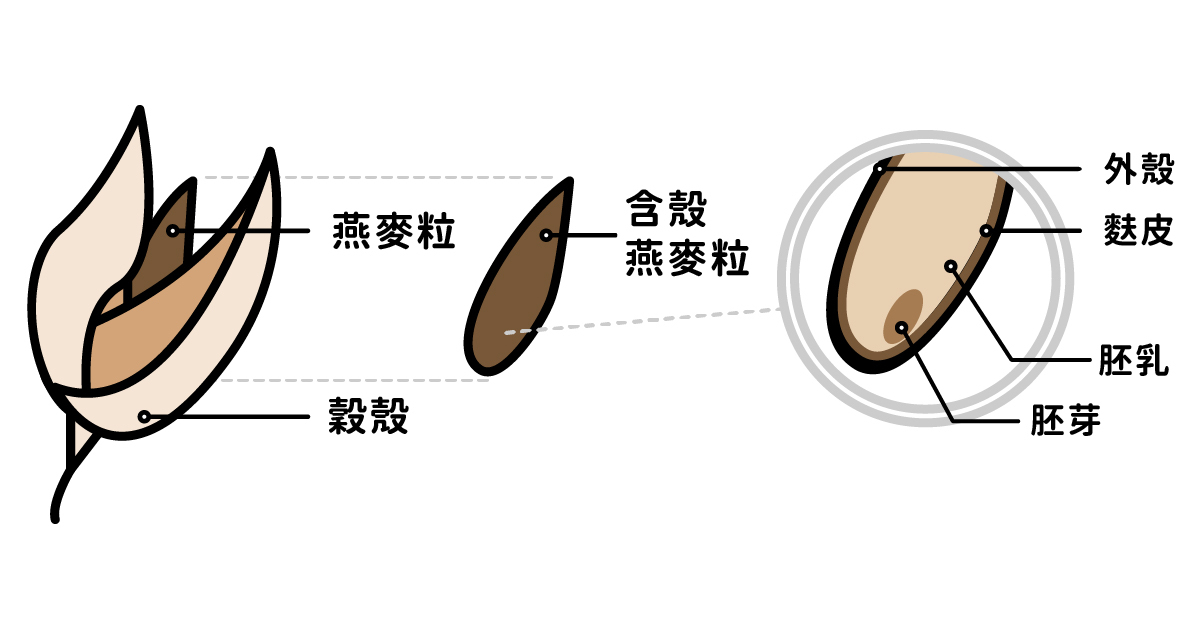 全穀燕麥就是僅去除穀殼，保留麩皮、胚乳及胚芽的燕麥