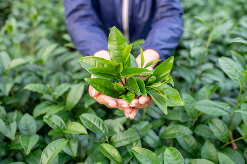 烏龍茶採茶圖