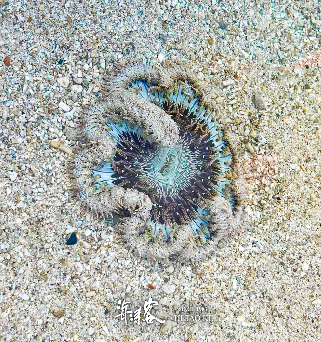 部落格-串珠雙輻海葵