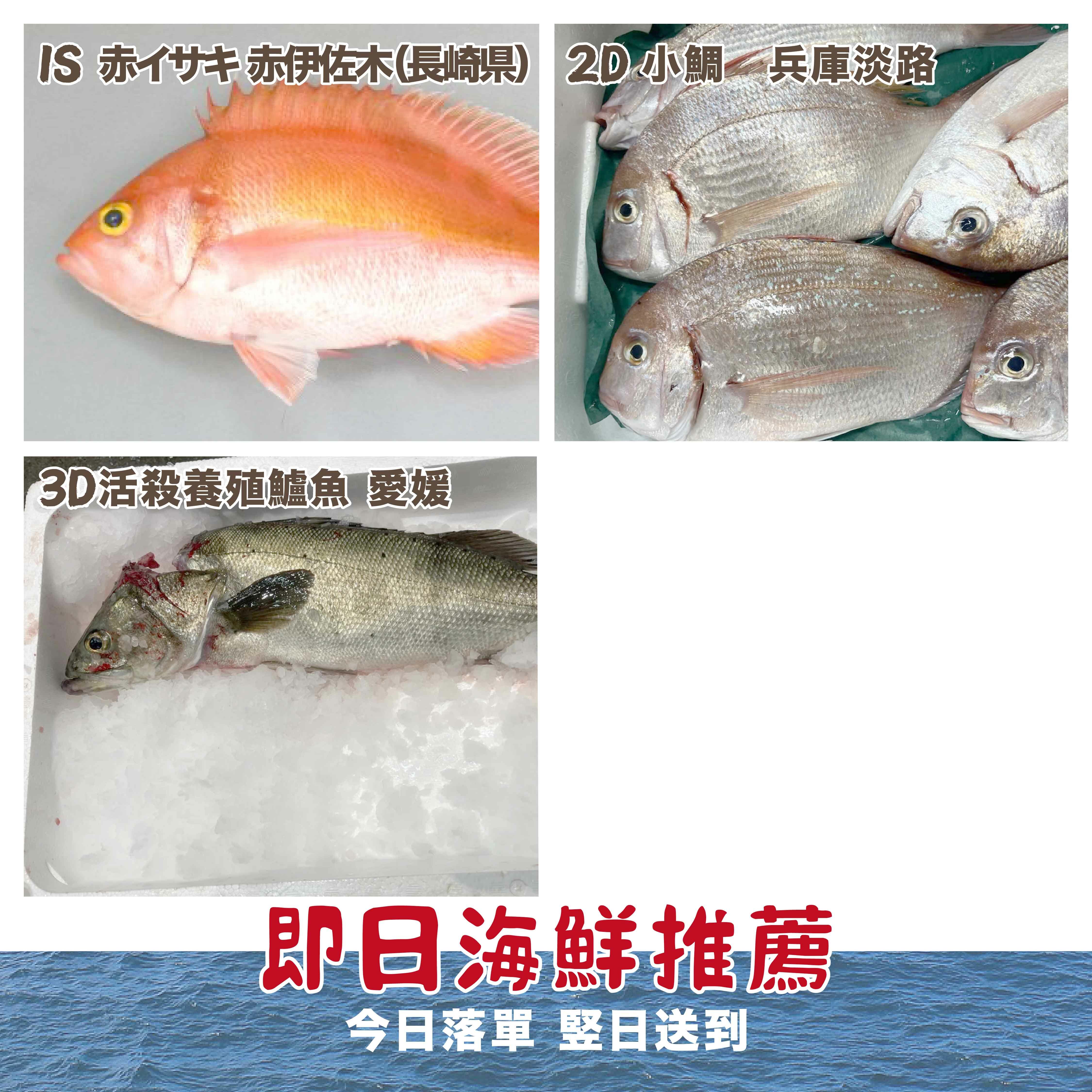 【即日海鮮推薦】✈️逢星期一、三、四、五約4pm更新 (限即日落單, 翌日送)