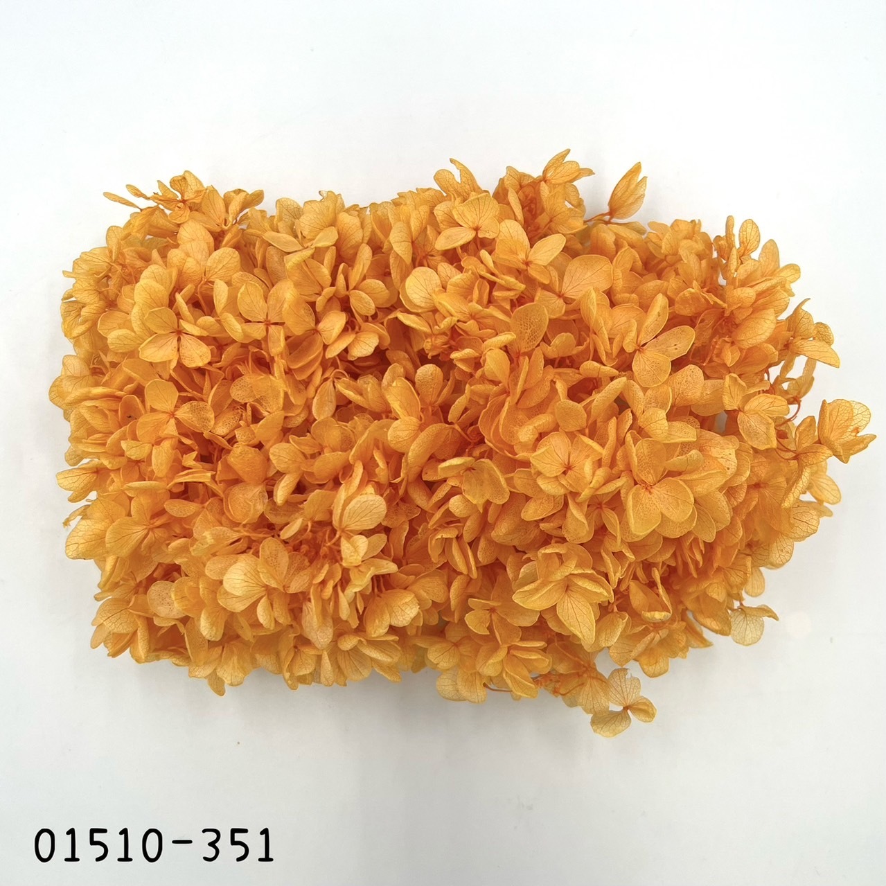 日本不凋中葉繡球 01510-351