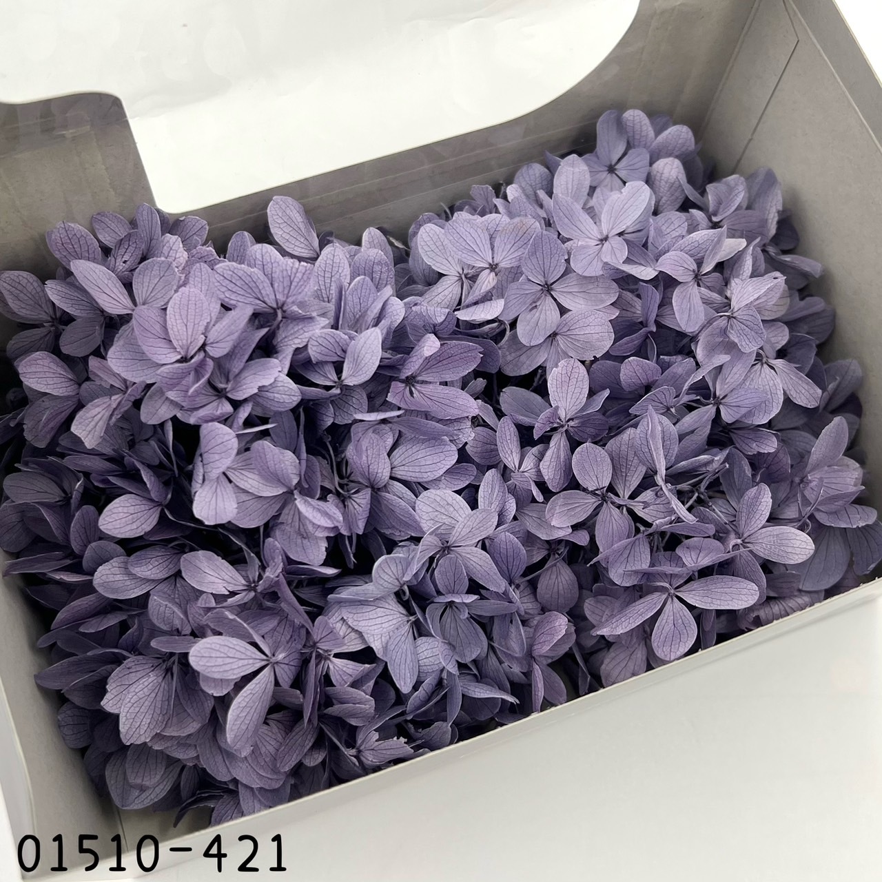 日本不凋中葉繡球 01510-421