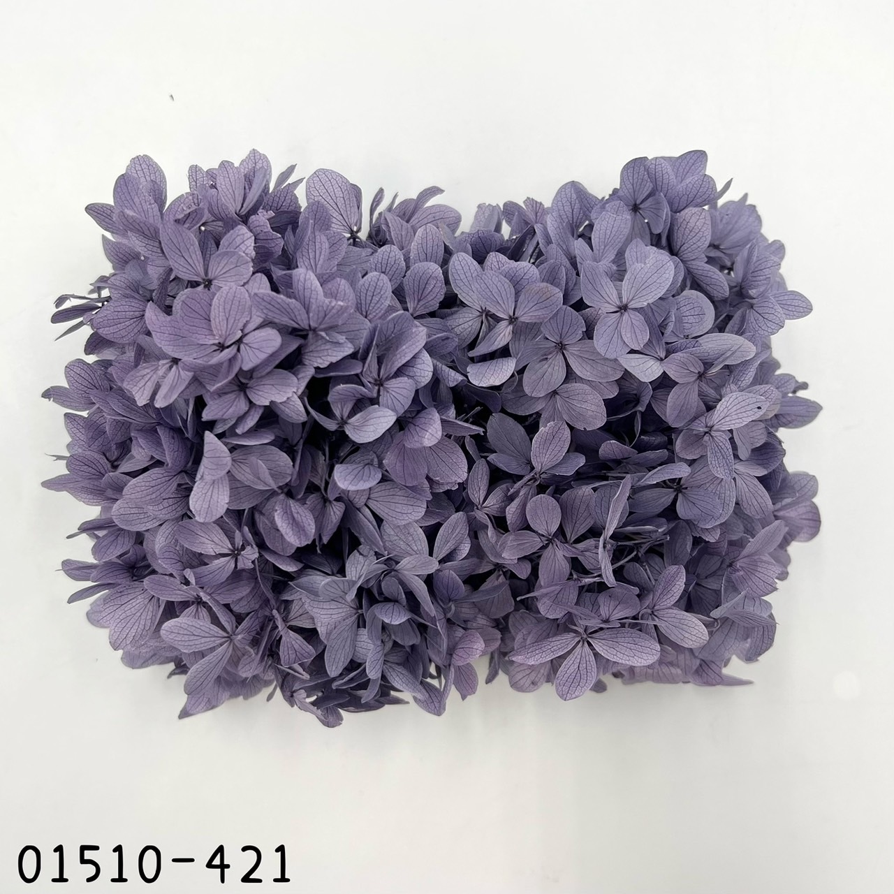 日本不凋中葉繡球 01510-421