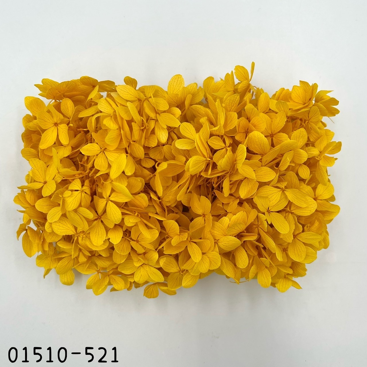 日本不凋中葉繡球 01510-521