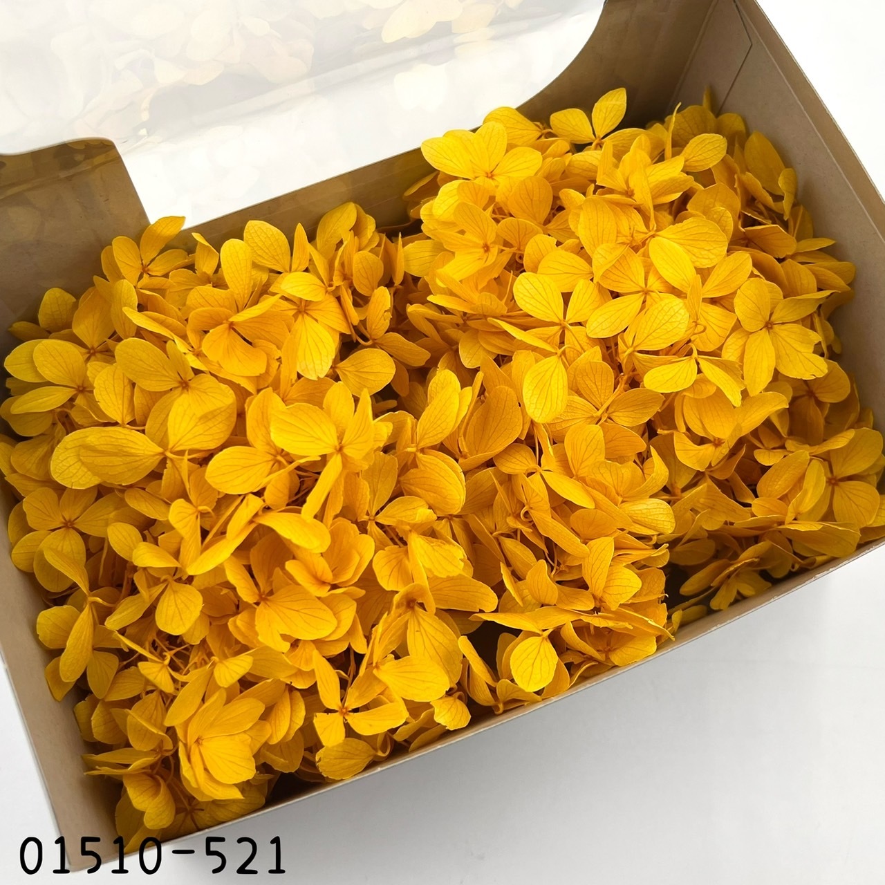 日本不凋中葉繡球 01510-521