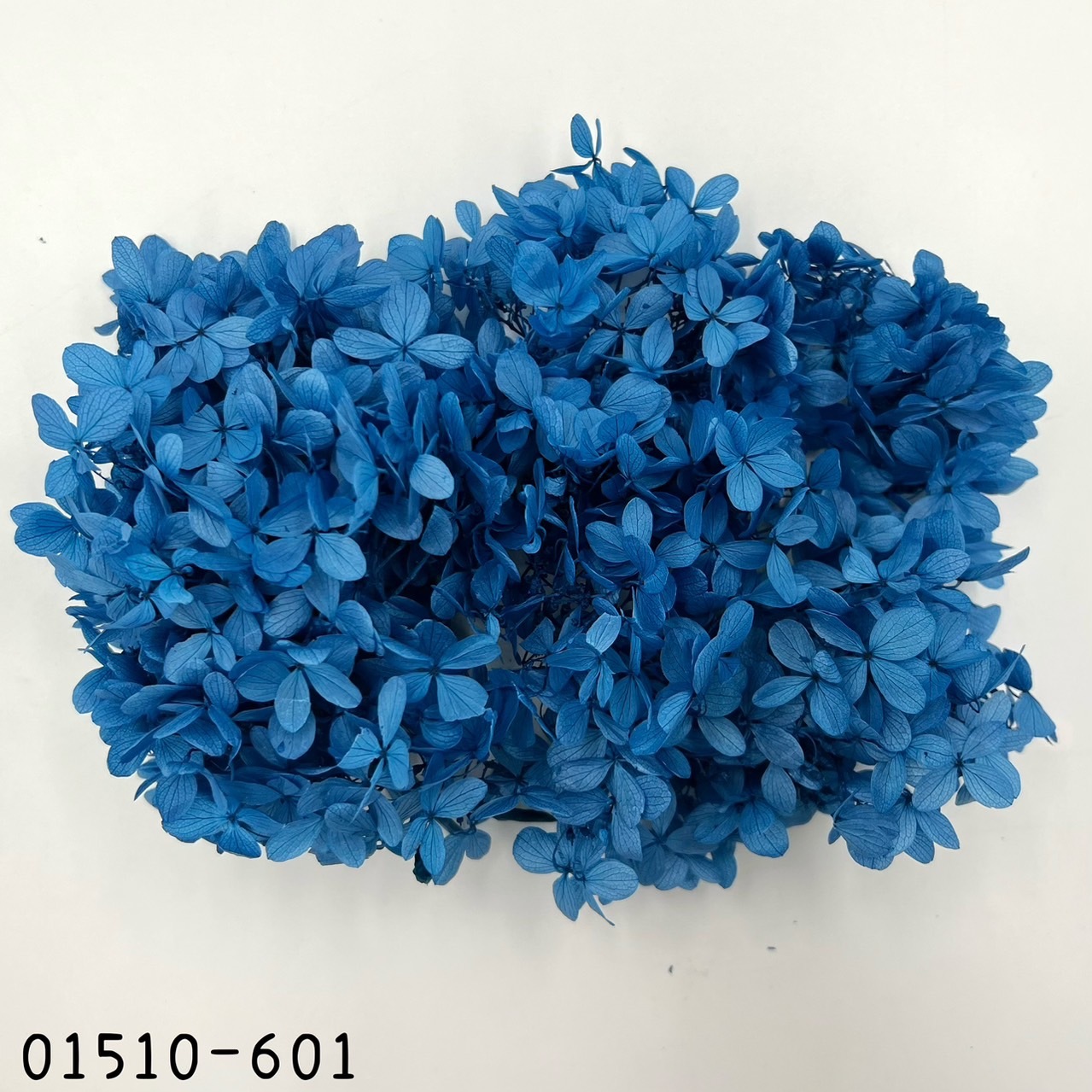 日本不凋中葉繡球 01510-601