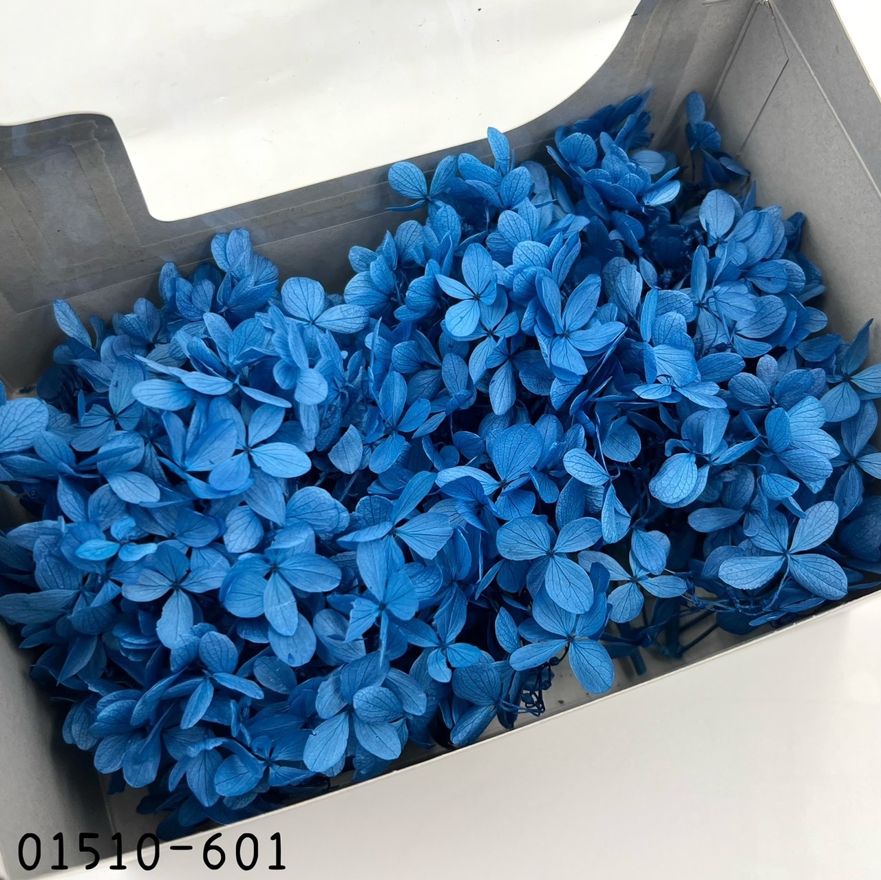 日本不凋中葉繡球 01510-601