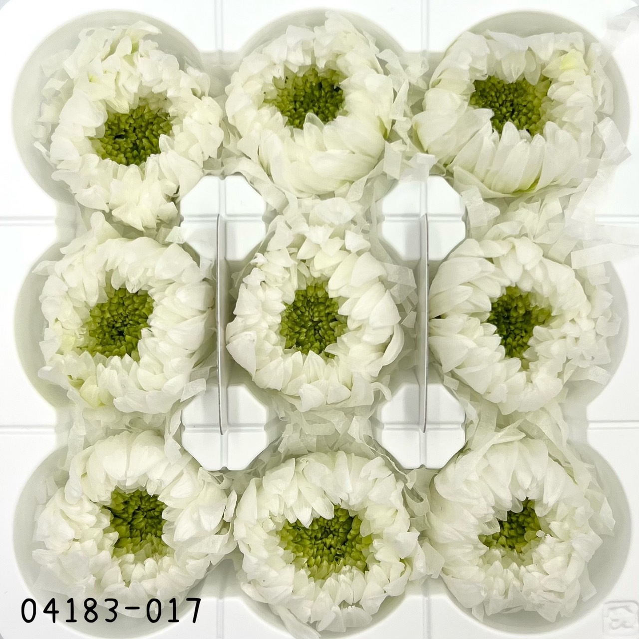 日本不凋輪菊(小) 04183-017