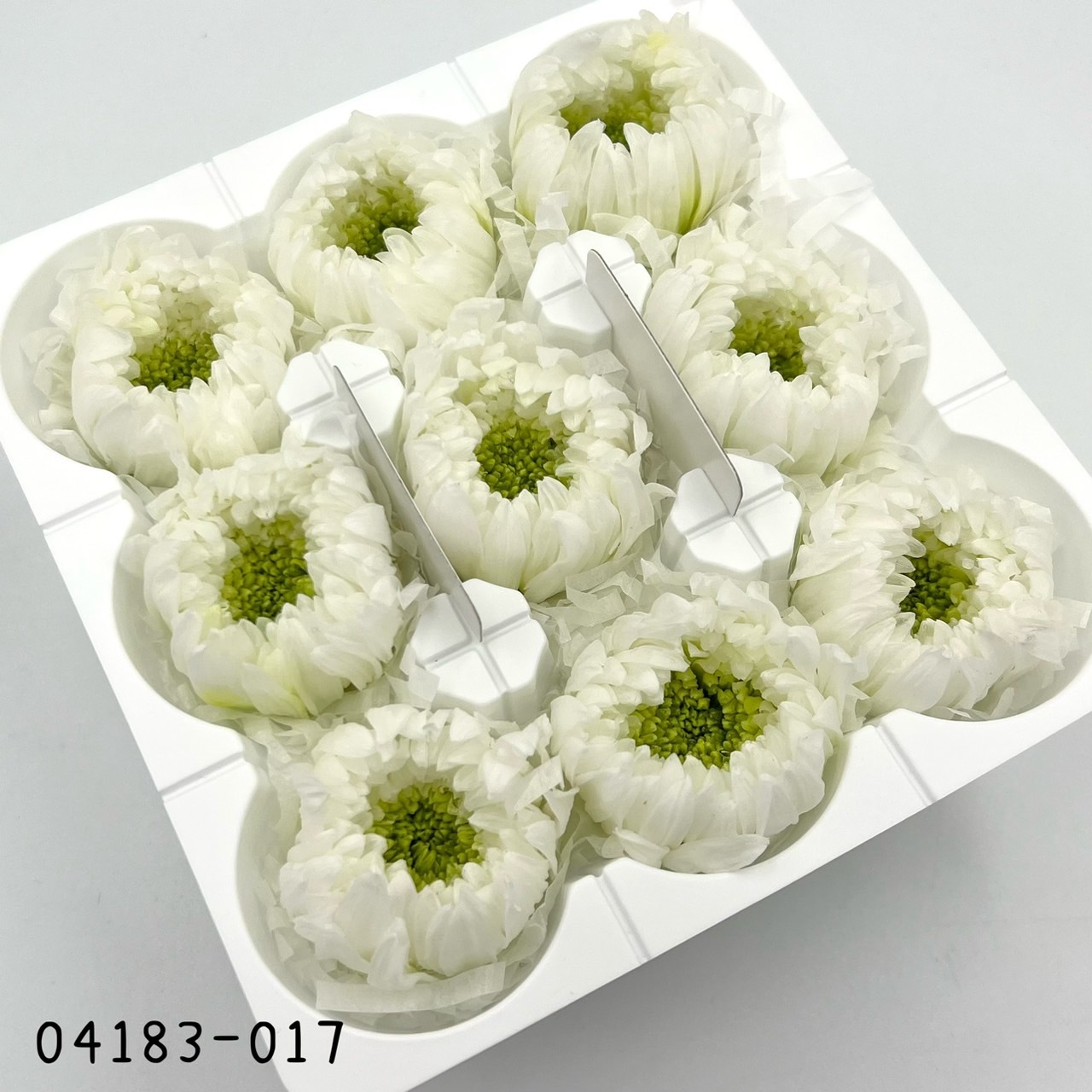 日本不凋輪菊(小) 04183-017