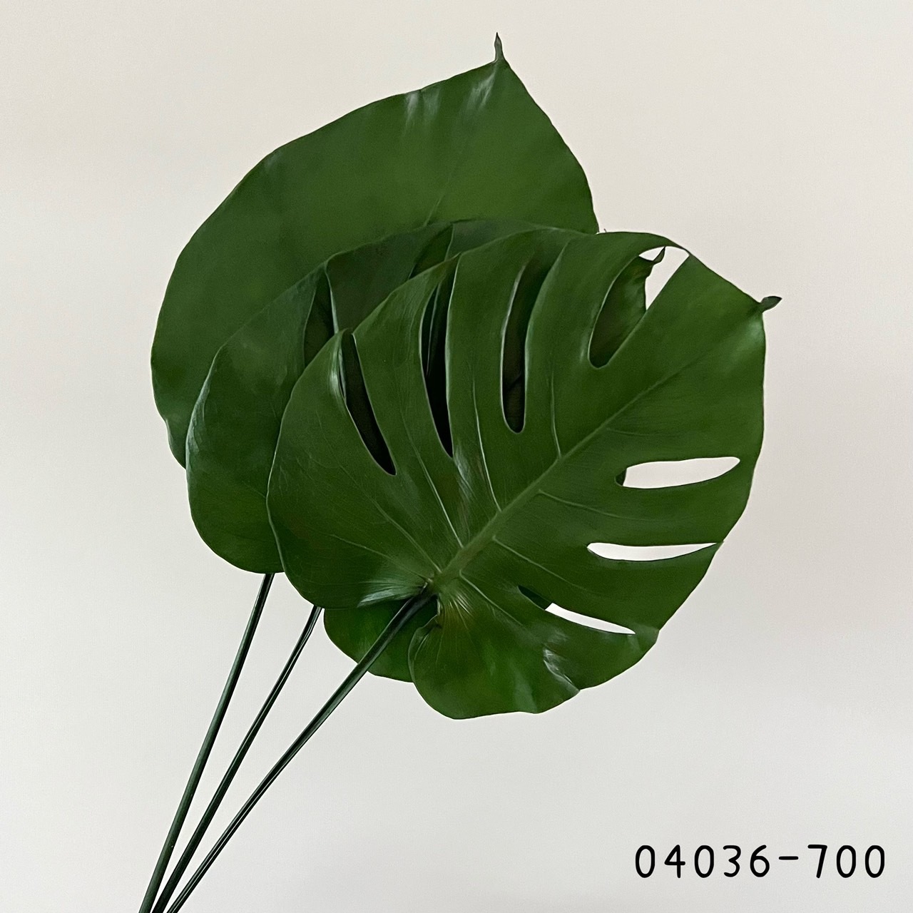 日本不凋龜背葉(小) 04036-700