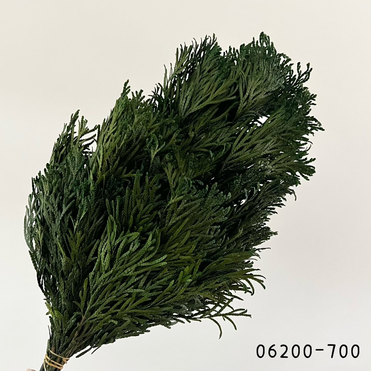 日本不凋翡翠松柏-06200-700