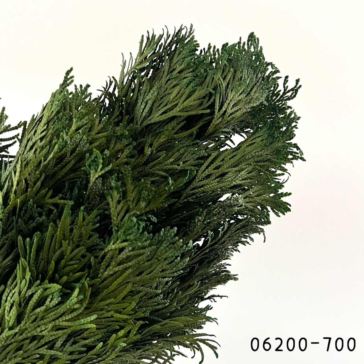 日本不凋翡翠松柏-06200-700