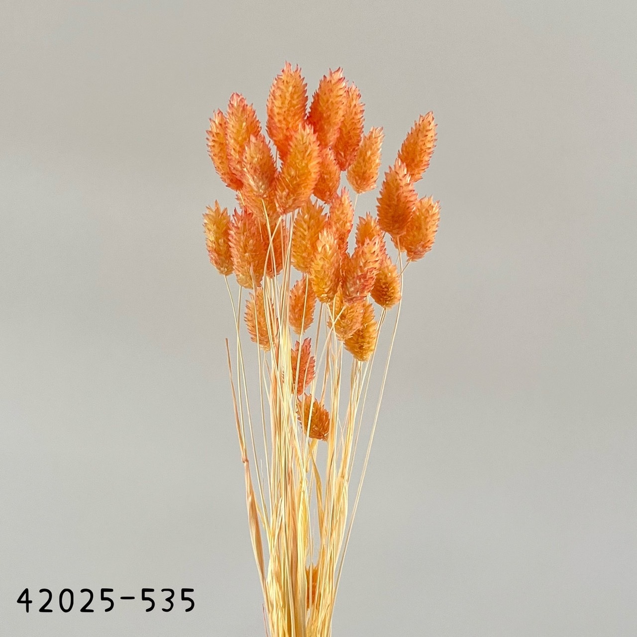 日本乾燥漸層加那利 42025-535