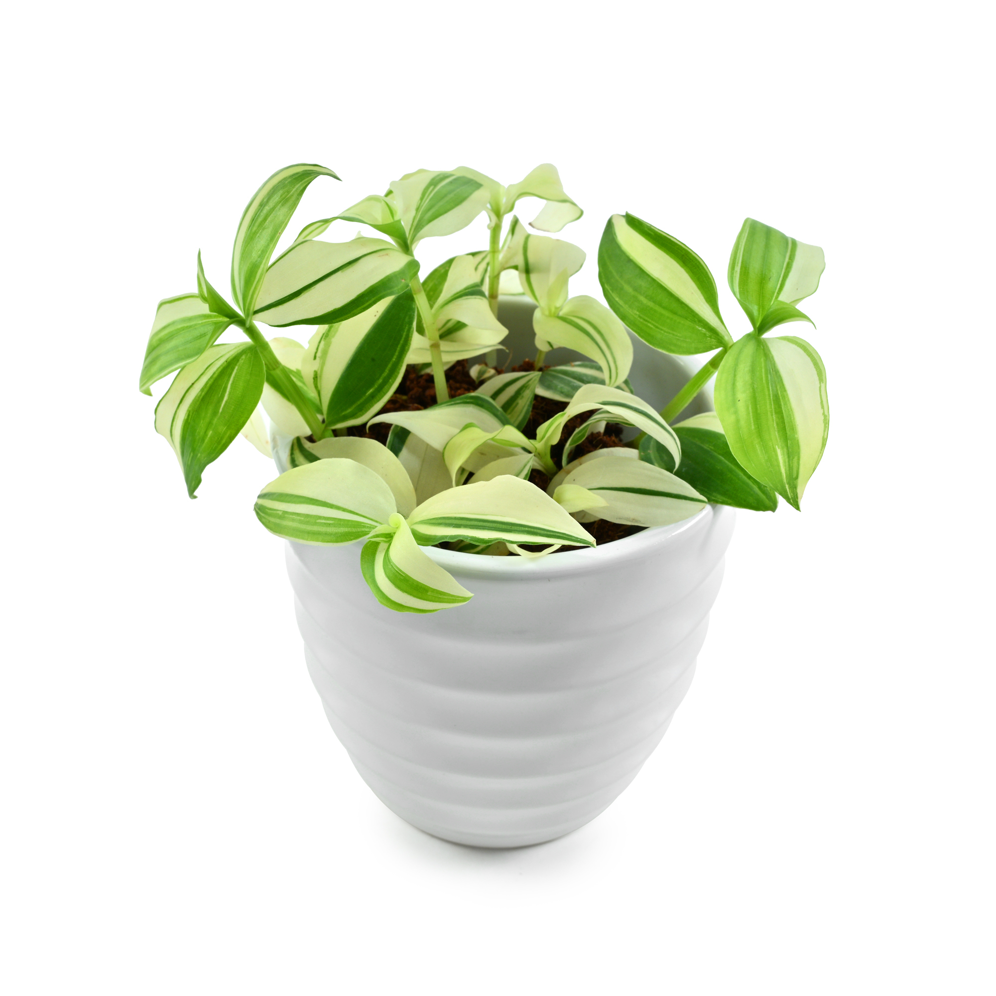 白斑水竹草(3寸小品盆栽)