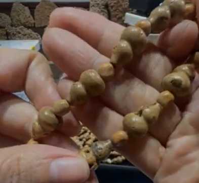250411 - D20 黃靈骨龍宮舍利葫蘆切割手串
