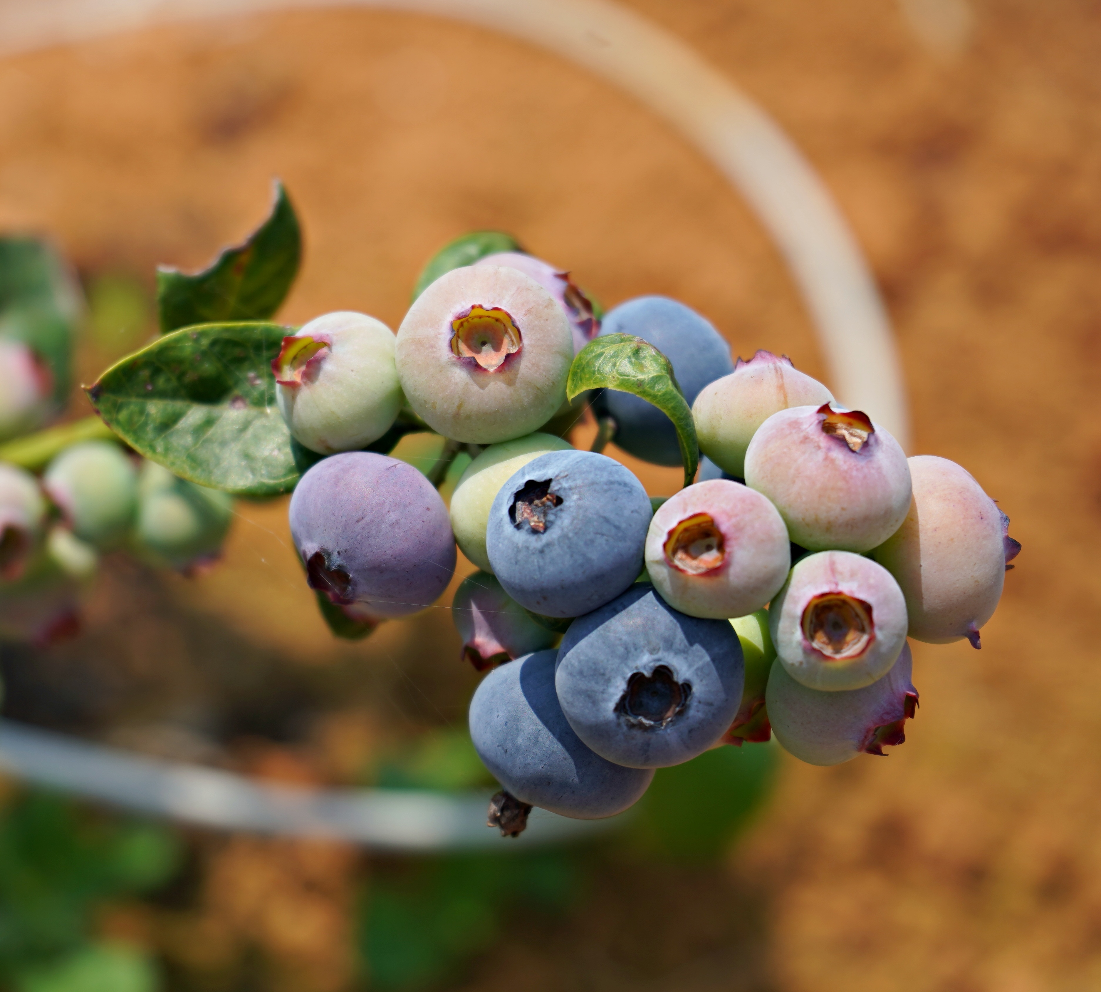 自煮生活｜南投八卦山 國產自然農法藍莓（125g盒裝）